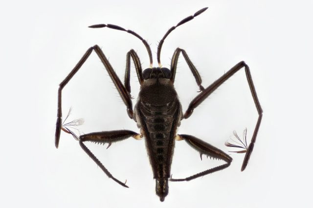 Hemiptera-Veliidae-Rhagovelia-Dorsal_LRv-1720x1146.jpg