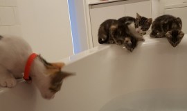 Cats In Bath