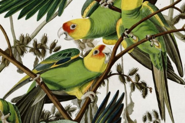 Parrots