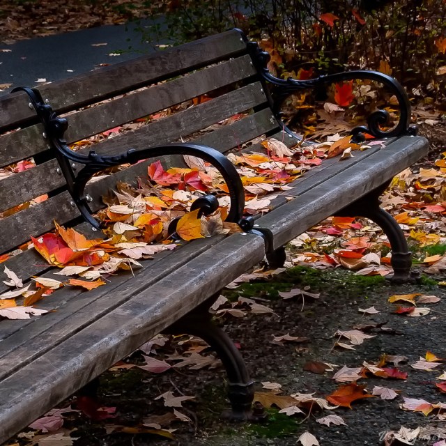 Park bench covered with autumn leaves
