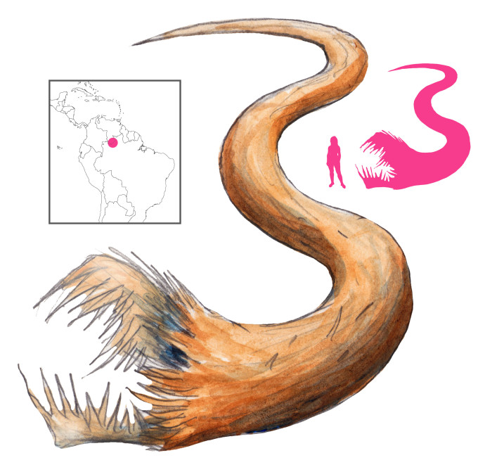 Rahara | A Book of Creatures | msamba