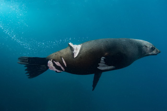A underwater photo of a seal with several cuts on its back
