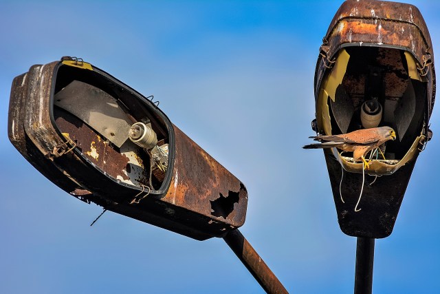 A photo of a bird perched in rusted and damaged lights