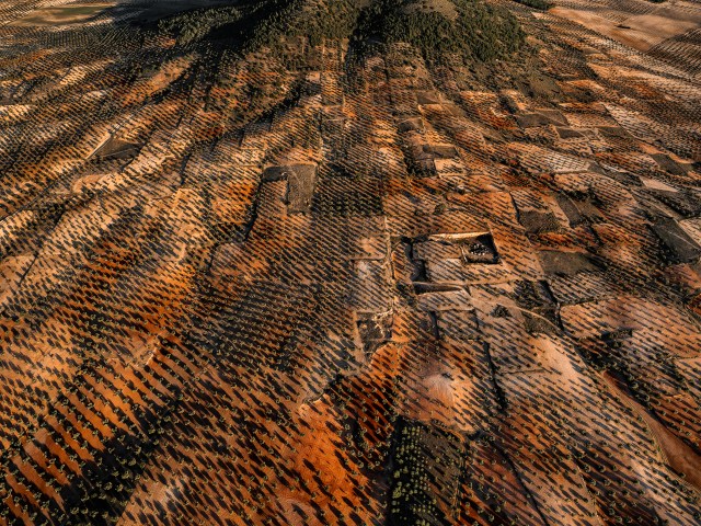 An aerial photograph of olive groves in Spain.