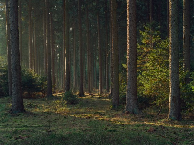 A forest during the golden hour.